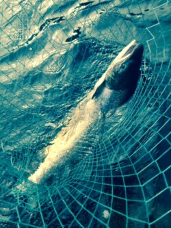 Findrack Sporting, Torphins, Aberdeenshire - Scottish Country Sports - Hunting, Shooting & Fishing. Simulated Shooting. Findrack Farm