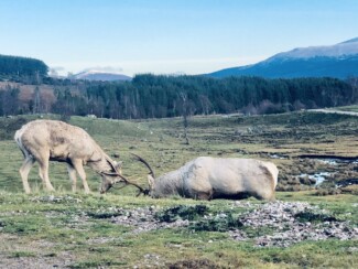 Findrack Sporting, Torphins, Aberdeenshire - Scottish Country Sports - Hunting, Shooting & Fishing. Simulated Shooting. Findrack Farm