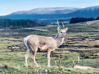 Findrack Sporting, Torphins, Aberdeenshire - Scottish Country Sports - Hunting, Shooting & Fishing. Simulated Shooting. Findrack Farm