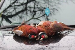 Findrack Sporting, Torphins, Aberdeenshire - Scottish Country Sports - Hunting, Shooting & Fishing. Simulated Shooting. Findrack Farm