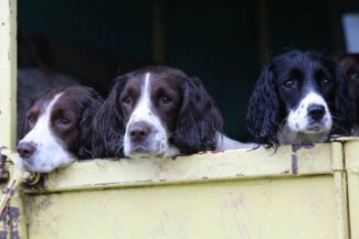 Findrack Sporting, Torphins, Aberdeenshire - Scottish Country Sports - Hunting, Shooting & Fishing. Simulated Shooting. Findrack Farm