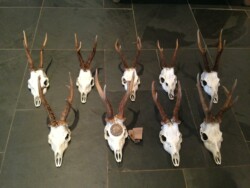 Findrack Sporting, Torphins, Aberdeenshire - Scottish Country Sports - Hunting, Shooting & Fishing. Simulated Shooting. Findrack Farm