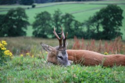 Findrack Sporting, Torphins, Aberdeenshire - Scottish Country Sports - Hunting, Shooting & Fishing. Simulated Shooting. Findrack Farm