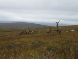 Findrack Sporting, Torphins, Aberdeenshire - Scottish Country Sports - Hunting, Shooting & Fishing. Simulated Shooting. Findrack Farm